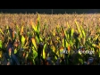 Corn Plant Tops 1890